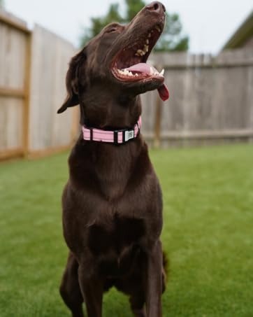 Personalized QR Code Dog Collar – Reflective